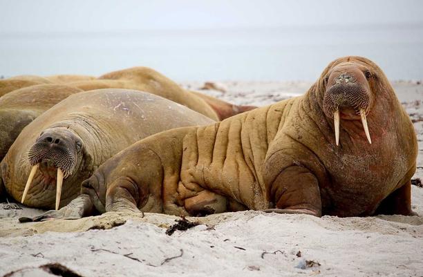 图片[5]_开源H5盲盒商城源码系统4.0|vue+TP5php框架开发开源网站+安装教程_乐帮资源库